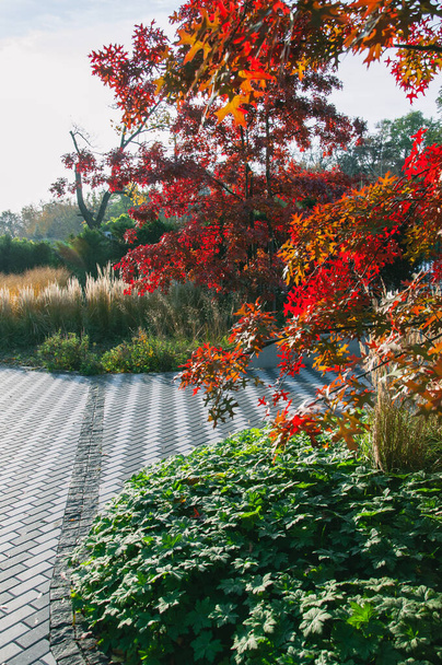 Arce japonés con hojas rojas en un parque soleado. Imagen de calidad para su proyecto - Foto, Imagen