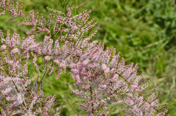 Soft blooming of Tamarix or tamarisk or salt cedar green plant with pink flowers - Photo, Image