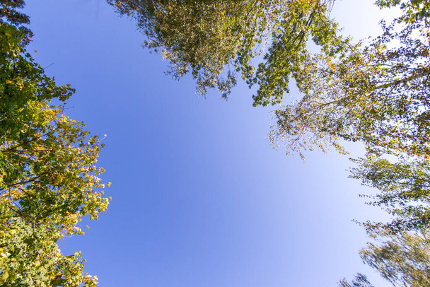 Kauniita syksyn puiden lehtiä lokakuussa - Valokuva, kuva