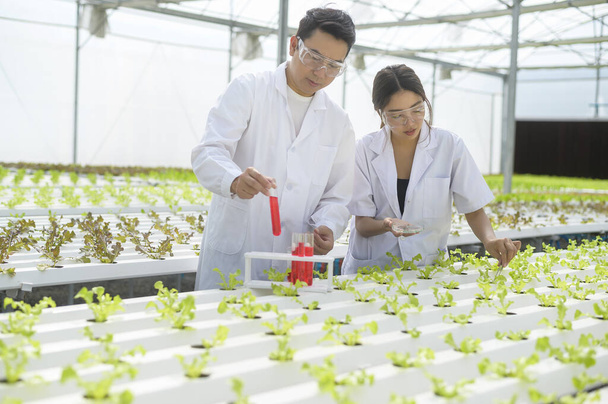 Scientist working in hydroponic greenhouse farm, clean food and food science concept - Valokuva, kuva