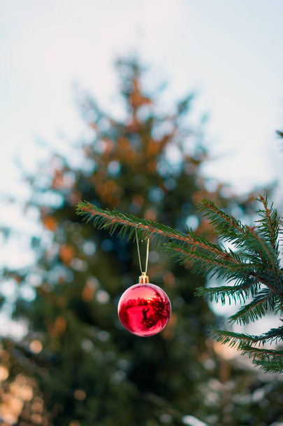 a Christmas ball on a branch of a fir tree. a branch of a fir tree with a Christmas toy on a blurry background is a New Year's holiday background. Holiday cards - Photo, Image