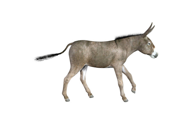 Fotorealistische Darstellung des Esels mit verschiedenen Posen und Blickwinkeln. 3D-Darstellung. - Foto, Bild