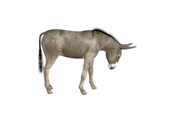 Fotorealistische illustratie van de ezel met verschillende houdingen en hoeken. 3D weergave illustratie. - Foto, afbeelding