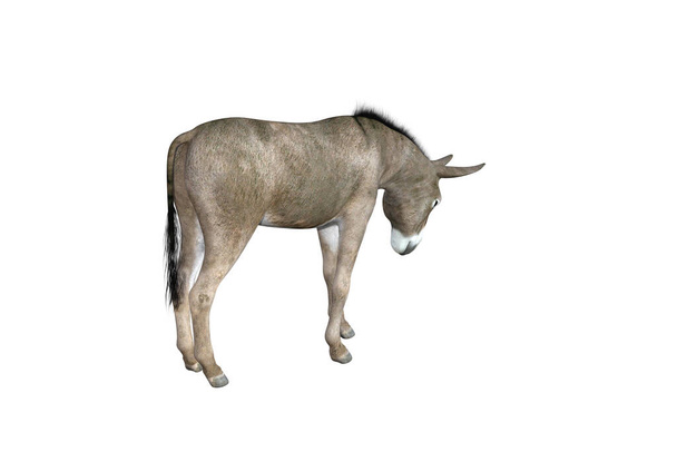 Fotorealistyczna ilustracja osła o różnych pozycjach i kątach. Ilustracja 3D renderowania. - Zdjęcie, obraz