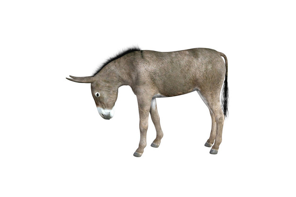 Ilustración fotorealista del burro con diferentes poses y ángulos. Ilustración de representación 3D. - Foto, Imagen