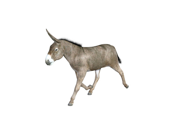 Fotorealistische Darstellung des Esels mit verschiedenen Posen und Blickwinkeln. 3D-Darstellung. - Foto, Bild