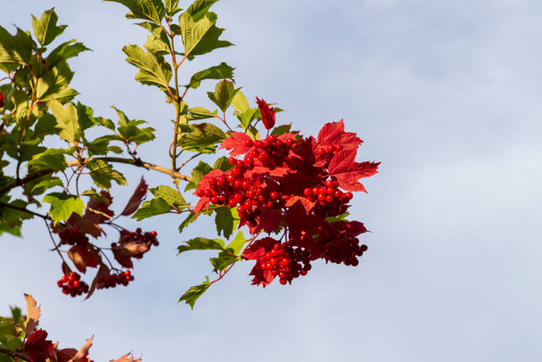 Bacche rosse di viburno e foglie verdi in giardino - Foto, immagini