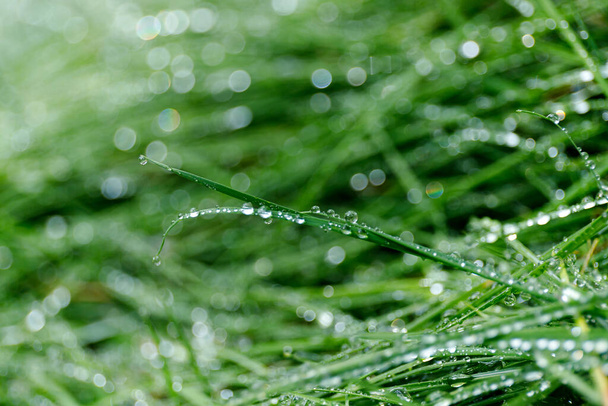 Desfoque fechar grama fresca grossa com gotas de água no fundo da manhã. - Foto, Imagem