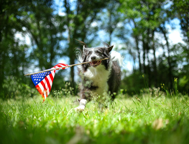 Happy border collie dog running and playing outside and carrying the US American flag. Patriotic concept for 4th of July, Memorial day, Labor day, or other USA holiday. - Photo, image