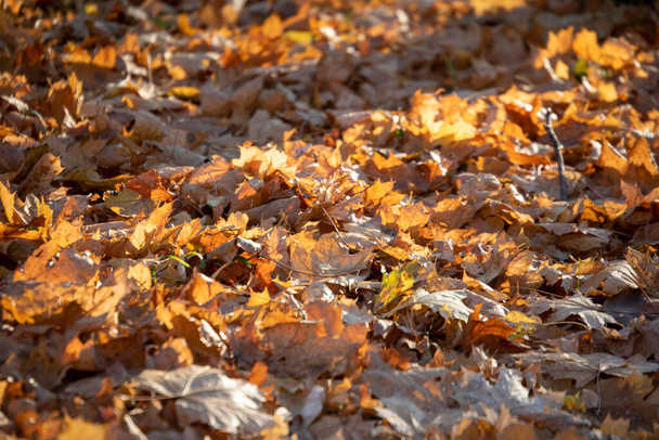 Yellow autumn leaves in the park in the sun - Fotoğraf, Görsel