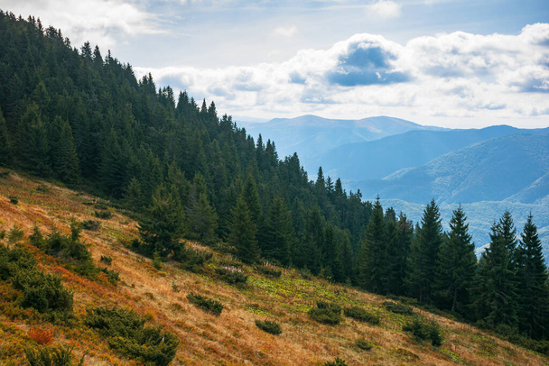 beautiful landscape of carpathian mountains. coniferous trees on the steep grassy hills. beautiful nature background  - Fotoğraf, Görsel