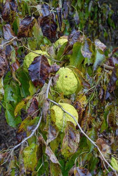 Leavenworth, Kansas. Hedgeapples, el fruto del naranjo de Osage.  - Foto, Imagen