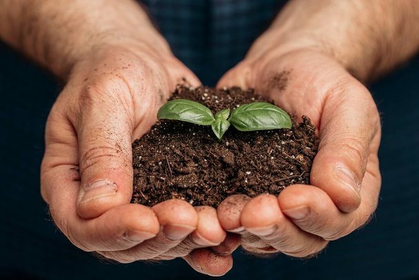 front view male hands holding soil growing plant. High quality photo - Photo, Image
