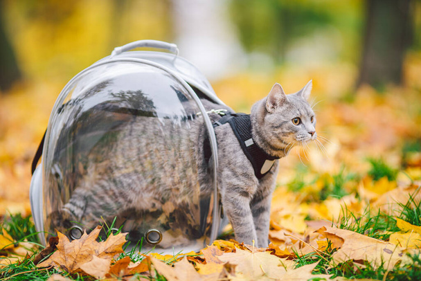 Szürke macska átlátszó hátizsákban, sárga levelekkel az őszi parkban. Utazás háziállat koncepció. Állatgondozás, háziállat téma. Aranyos macska utazik -ban kapszula. Macska pórázzal porthole hordozóval. - Fotó, kép