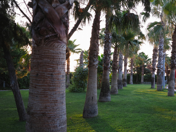 Аллея королевских пальм в тропическом саду
 - Фото, изображение
