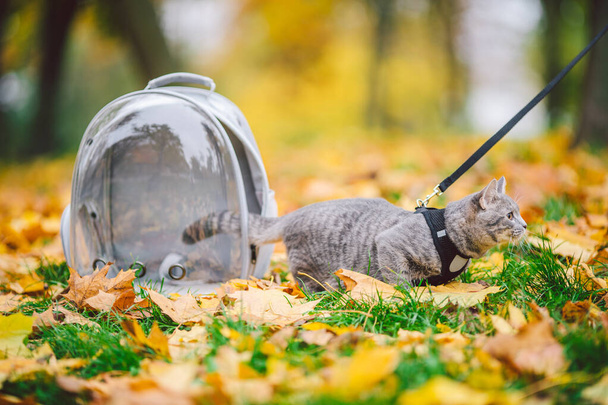 Gato gris en una mochila transparente que lleva en el parque de otoño en hojas amarillas. Viajar con concepto de mascotas. Cuidado de animales, tema de mascotas. Lindo gato viaja en cápsula. Gato con correa con ojo de buey. - Foto, Imagen
