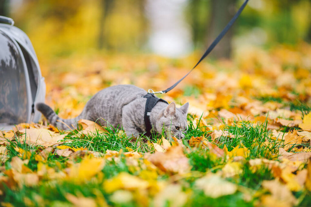 Gray cat in backpack with porthole in yellow leaves. Domestic cat looks out window of transparent backpack in fall in forest. Backpack for carrying animals. Pet friendly concept. Autumn season. - Фото, зображення