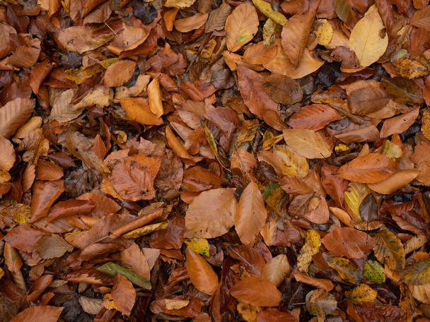 podzim listy příroda les flóra - Fotografie, Obrázek