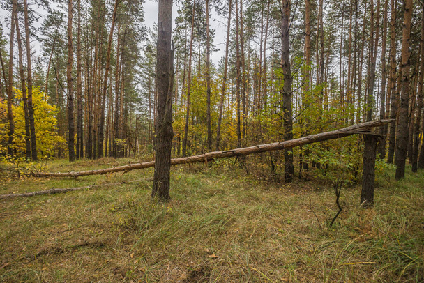 autumn nature of Sursky krai.  - Фото, изображение