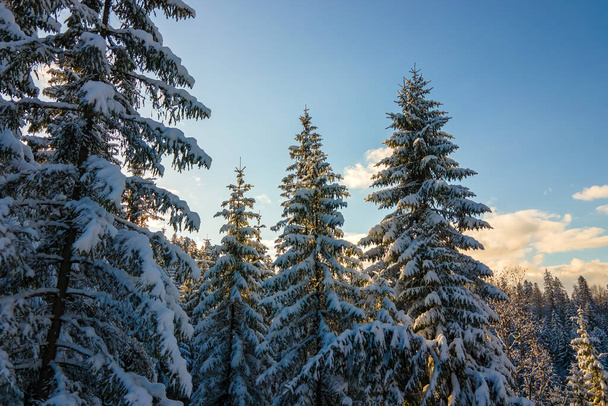 Paisaje de invierno aéreo con árboles extendidos de bosque cubierto de nieve en montañas frías por la noche. - Foto, imagen