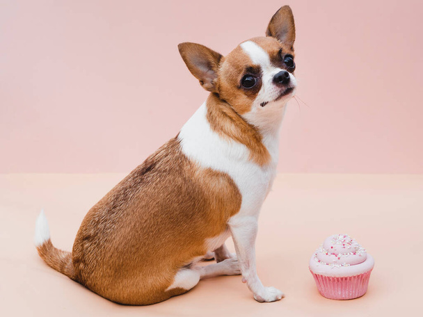 buen chico perro sentado delicioso cupcake. Foto de alta calidad - Foto, imagen