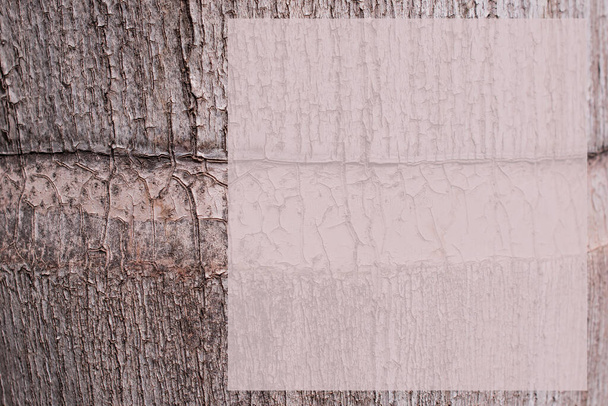 Natural palmeira madeira textura fundo   - Foto, Imagem