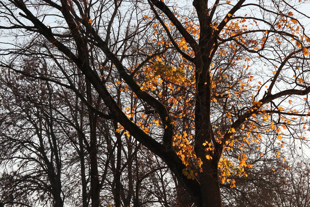 Το τέλος του φθινοπώρου σε μαύρο και χρυσό κίτρινο χρώμα. Γυμνές κορώνες δέντρων και μερικά φύλλα αριστερά στα κλαδιά. - Φωτογραφία, εικόνα