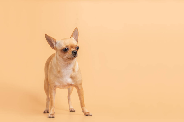 Weibliche entzückende braune Chihuahua-Welpen stehen auf einem rosa Hintergrund. - Foto, Bild