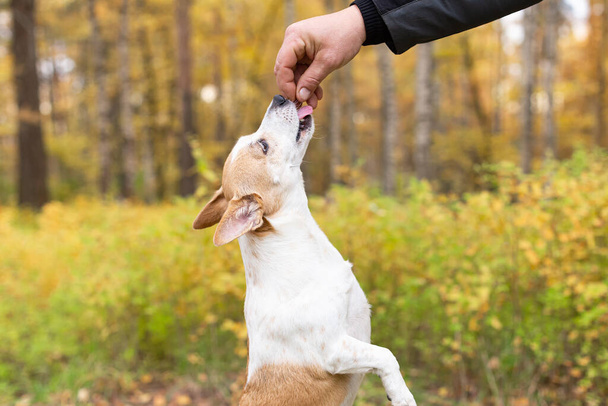 Jack Russell, a little playful dog in nature in autumn. Close-up. - Fotó, kép