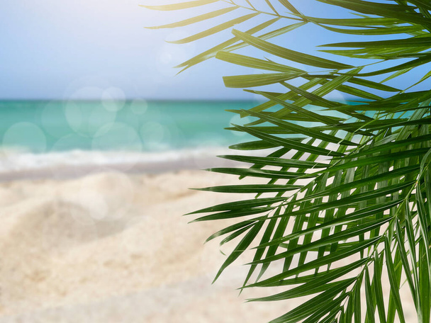 Hojas de palma fresca en resort tropical - Foto, imagen