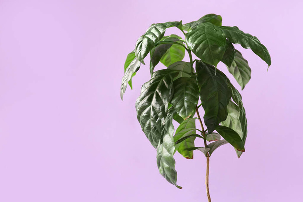 Beautiful coffee tree on color background - Foto, imagen