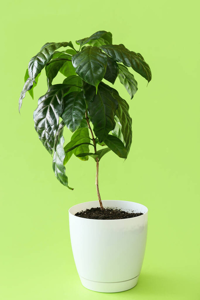 Beautiful coffee tree on color background - Foto, Imagen