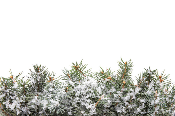 Різдвяні ялинові гілки зі снігом на білому тлі
 - Фото, зображення