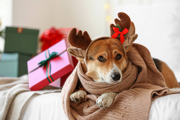 Cute Corgi dog at home on Christmas eve - Fotografie, Obrázek