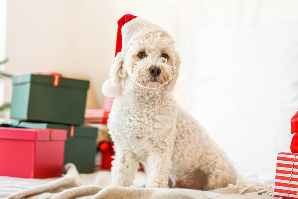 Симпатичная собака в шляпе Санта-Клауса и с рождественскими подарками в спальне - Фото, изображение