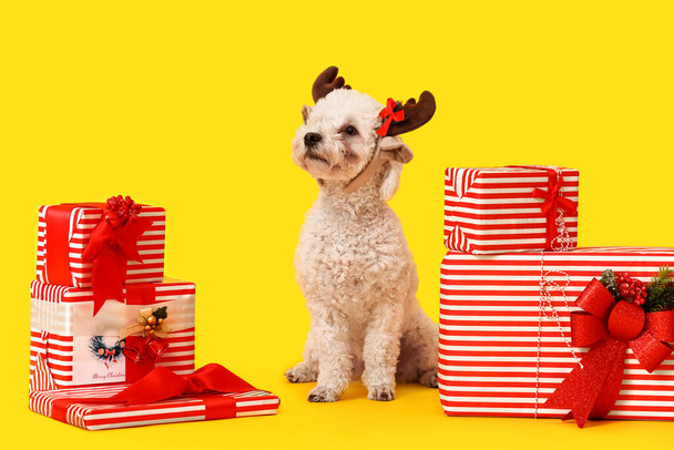 Cute dog with Christmas gifts on color background - Photo, Image