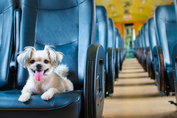 Dog so cute beige color mixed breed with Shih-Tzu, Pomeranian and Poodle on car seat inside a railway train cabin vintage style wait for vacation travel trip - 写真・画像