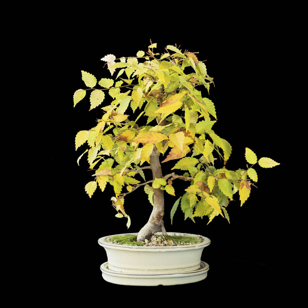 bonsaï d'orme japonais isolé sur fond sombre (Zelkova serrata) - Photo, image