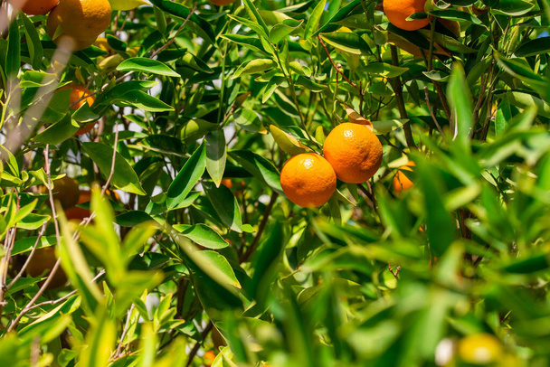 Dojrzały soczysty mandarynka pomarańczowy w zieleni na gałęziach drzew. Naturalne tło żywności na świeżym powietrzu. Tangerine słoneczny ogród z zielonymi liśćmi i owoców cytrusowych. - Zdjęcie, obraz