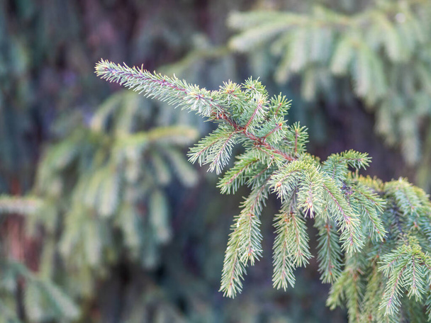 Green fir branches in winter at sunset. Branches of fir tree as background, closeup. Christmas background - Фото, зображення