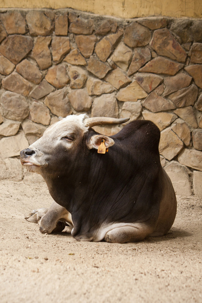 zebu 牛 - 写真・画像