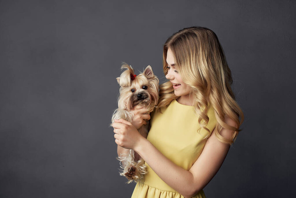 blonde a small dog pet fun isolated background - Photo, Image