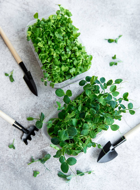 Ahşap masada mikro yeşillik çeşitleri. Sağlıklı yaşam tarzı - Fotoğraf, Görsel
