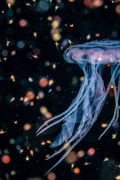 Вертикальный снимок маленькой лиловой жало-медузы посреди облака зоопланктона. Шетландские острова, Великобритания - Фото, изображение