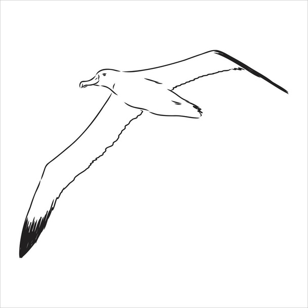 Águila albatros pájaro en vuelo con alas abiertas bosquejo gráficos vectoriales dibujo en blanco y negro - Vector, Imagen