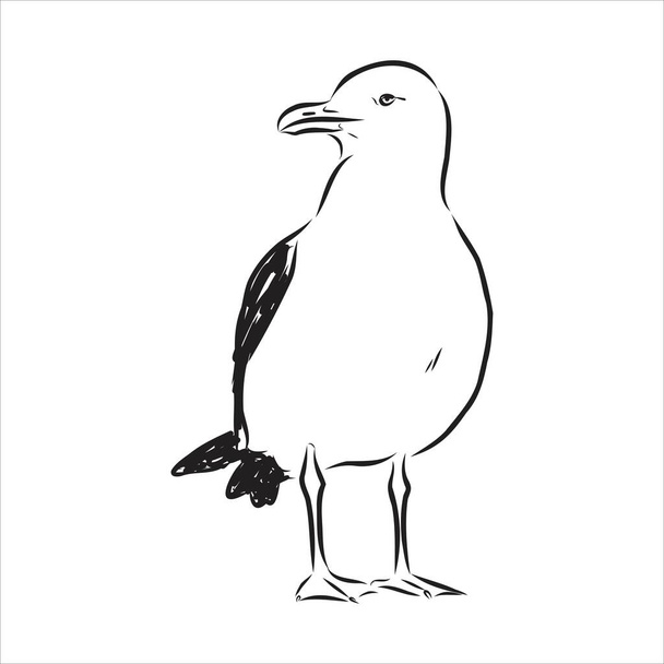 Seagull Albatross πουλί εν πτήσει με ανοιχτά φτερά σκίτσο διανυσματικά γραφικά ασπρόμαυρο σχέδιο - Διάνυσμα, εικόνα