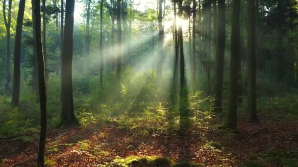 mooie ochtend in groen bos - Video