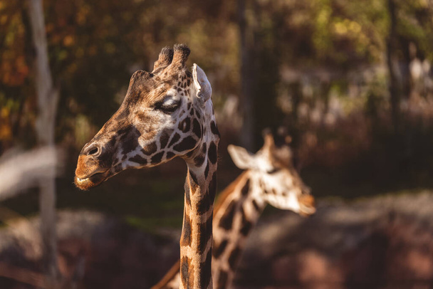 A closeup shot of a giraffe in a zoo on a blurred background - Fotó, kép