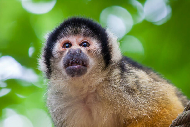 A closeup shot of a Squirrel monkey - 写真・画像