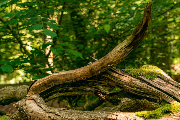 A closeup shot of a tree in the forest - Φωτογραφία, εικόνα